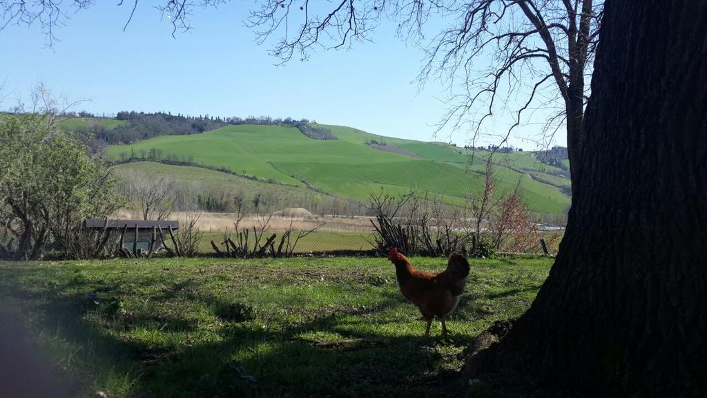 Agriturismo Molino Nuovo Castel San Pietro Terme Extérieur photo